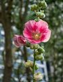 Flower at Bryant Park.<br />July 13, 2017 - Manhattan, New York City, New  York.