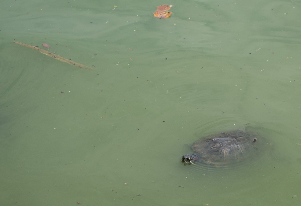 One of many such turtles in The Lake in Central Park.<br />July 13, 2017 - Manhattan, New York City, New  York.