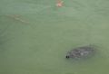 One of many such turtles in The Lake in Central Park.<br />July 13, 2017 - Manhattan, New York City, New  York.