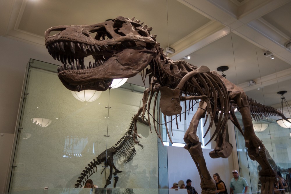 In the Museum of Natural History.<br />July 13, 2017 - Manhattan, New York City, New  York.