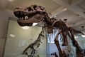 In the Museum of Natural History.<br />July 13, 2017 - Manhattan, New York City, New  York.
