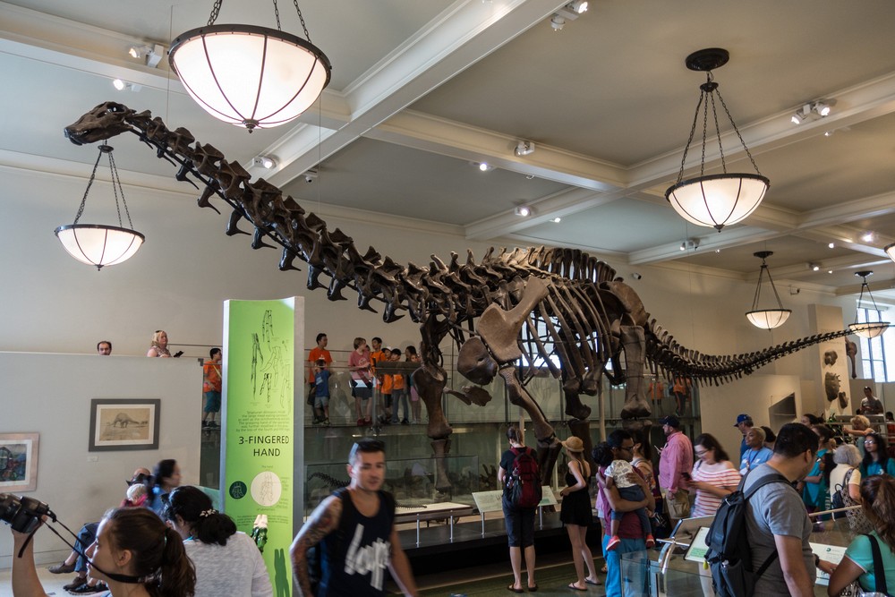 In the Museum of Natural History.<br />July 13, 2017 - Manhattan, New York City, New  York.