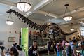 In the Museum of Natural History.<br />July 13, 2017 - Manhattan, New York City, New  York.