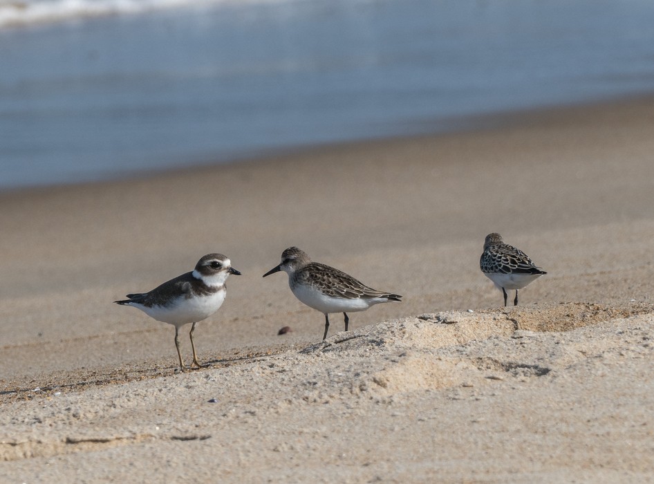 A plover and two sanderlings.<br />Sept. 11, 2017 - Parker River National Wildlife Refuge, Plum Island, Massachusetts.