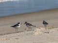 A plover and two sanderlings.<br />Sept. 11, 2017 - Parker River National Wildlife Refuge, Plum Island, Massachusetts.