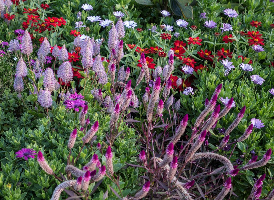 Flowers.<br />Sept. 12, 2017 - The Gardens at Elm Bank, Wellesley, Massachusetts.