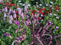 Flowers.<br />Sept. 12, 2017 - The Gardens at Elm Bank, Wellesley, Massachusetts.