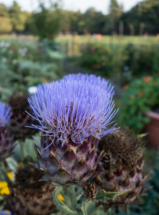 Flower?<br />Sept. 12, 2017 - The Gardens at Elm Bank, Wellesley, Massachusetts.