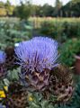 Flower?<br />Sept. 12, 2017 - The Gardens at Elm Bank, Wellesley, Massachusetts.