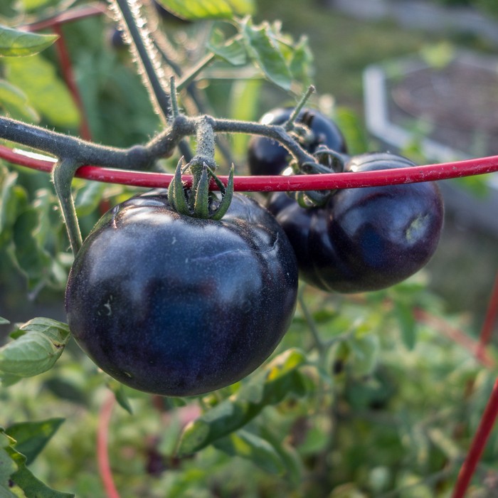 Black tomatoes.<br />Sept. 12, 2017 - The Gardens at Elm Bank, Wellesley, Massachusetts.