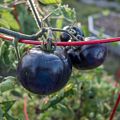 Black tomatoes.<br />Sept. 12, 2017 - The Gardens at Elm Bank, Wellesley, Massachusetts.