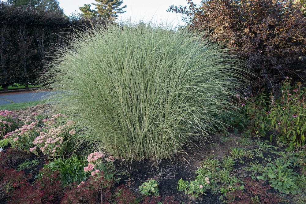 Grassy bush or bushy grass?<br />Sept. 12, 2017 - The Gardens at Elm Bank, Wellesley, Massachusetts.