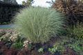 Grassy bush or bushy grass?<br />Sept. 12, 2017 - The Gardens at Elm Bank, Wellesley, Massachusetts.