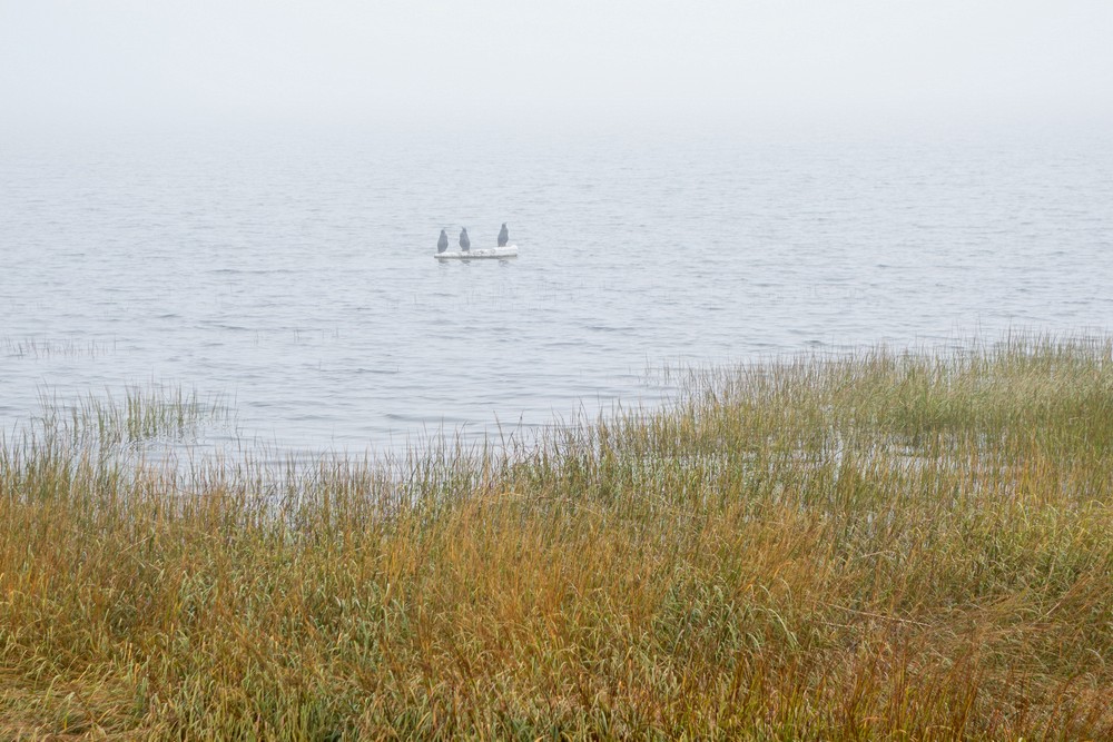 Penguins in Joppa Flats?<br />Sept. 17, 2017 - Newburyport, Massachusetts.