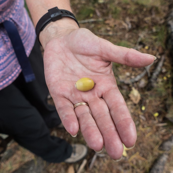 We saw lots of yellow acorns.<br />Hike with Paul and Dominique.<br />Oct. 8, 2017 - Mt. Agamenticus, Maine.