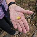 We saw lots of yellow acorns.<br />Hike with Paul and Dominique.<br />Oct. 8, 2017 - Mt. Agamenticus, Maine.