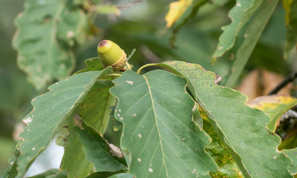 We saw lots of yellow acorns.<br />Hike with Paul and Dominique.<br />Oct. 8, 2017 - Mt. Agamenticus, Maine.