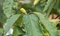 We saw lots of yellow acorns.<br />Hike with Paul and Dominique.<br />Oct. 8, 2017 - Mt. Agamenticus, Maine.