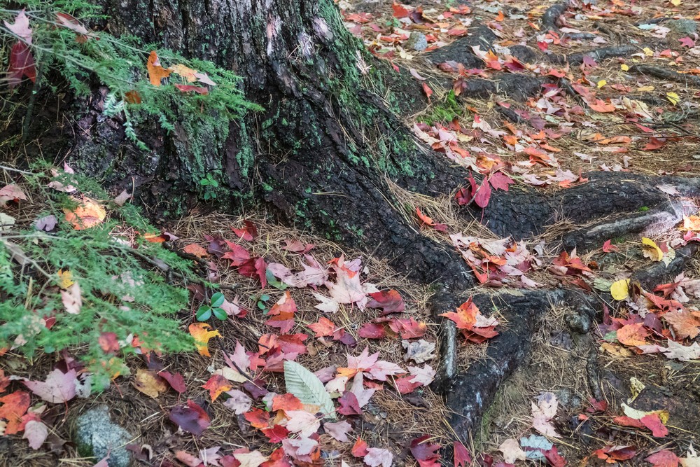 Red leaves around the base of a tree.<br />Hike with Paul and Dominique.<br />Oct. 8, 2017 - Mt. Agamenticus, Maine.