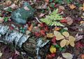 Fall foliage on the woods floor.<br />Hike with Paul and Dominique.<br />Oct. 8, 2017 - Mt. Agamenticus, Maine.