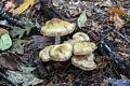 Mushrooms.<br />Hike with Paul and Dominique.<br />Oct. 8, 2017 - Mt. Agamenticus, Maine.