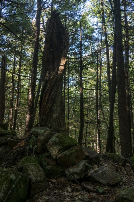 A spiraling tree trunk/stump.<br />Hike with Paul and Dominique.<br />Oct. 8, 2017 - Mt. Agamenticus, Maine.