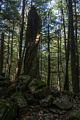 A spiraling tree trunk/stump.<br />Hike with Paul and Dominique.<br />Oct. 8, 2017 - Mt. Agamenticus, Maine.