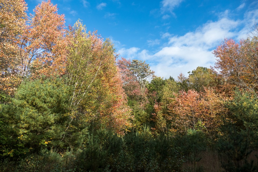 Fall foliage.<br />Hike with Paul and Dominique.<br />Oct. 8, 2017 - Mt. Agamenticus, Maine.