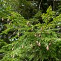 Small cones on an evergreen.<br />Hike with Paul and Dominique.<br />Oct. 8, 2017 - Mt. Agamenticus, Maine.