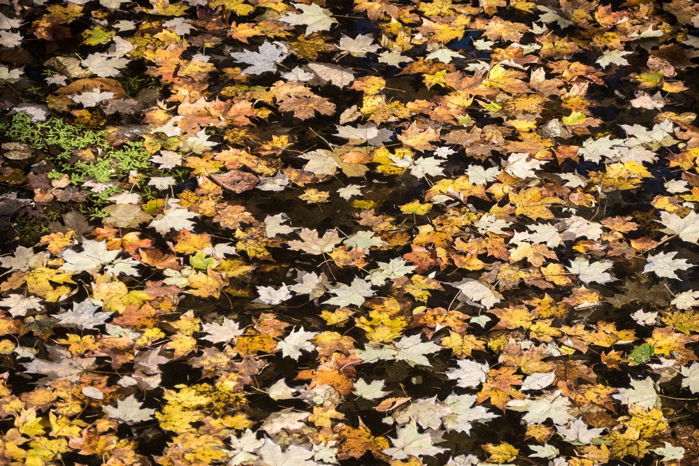 Automn leaves on Tannery Brook.<br />Oct. 20, 2017 - Woodstock, New York.