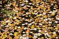 Automn leaves on Tannery Brook.<br />Oct. 20, 2017 - Woodstock, New York.