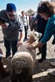 Sheep & Wool Festival.<br />Oct. 21, 2017 - Rhinebeck, New York.