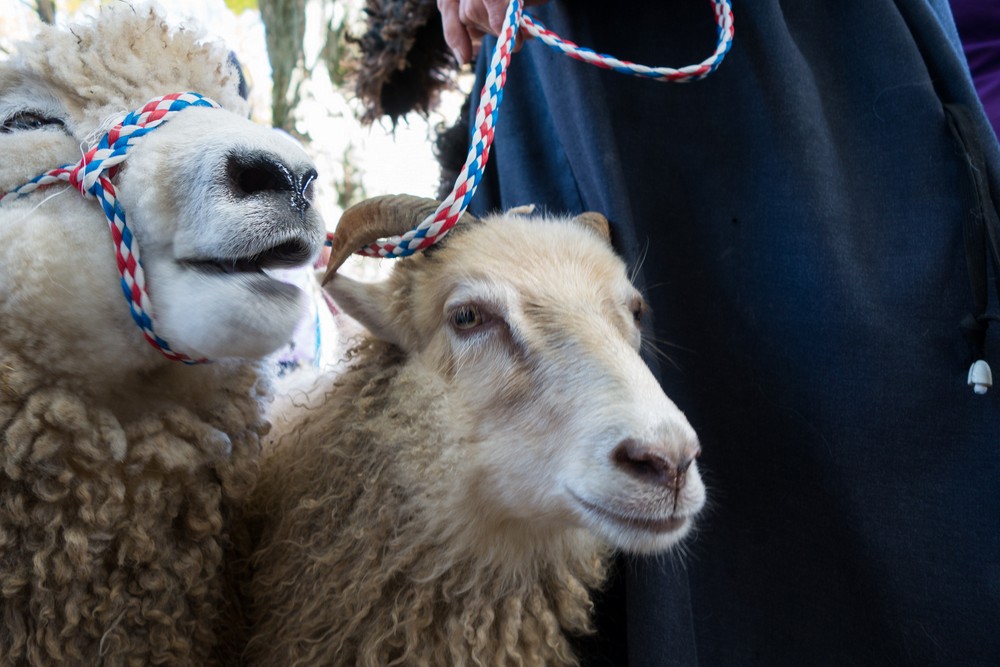Sheep and Icelandic sheep.<br />Sheep & Wool Festival.<br />Oct. 21, 2017 - Rhinebeck, New York.