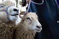 Sheep and Icelandic sheep.<br />Sheep & Wool Festival.<br />Oct. 21, 2017 - Rhinebeck, New York.