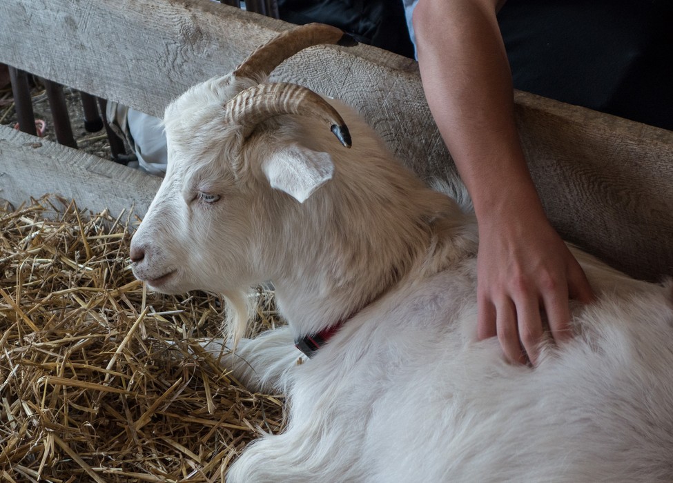 Sheep & Wool Festival.<br />Oct. 21, 2017 - Rhinebeck, New York.