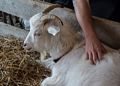 Sheep & Wool Festival.<br />Oct. 21, 2017 - Rhinebeck, New York.