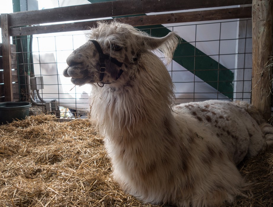 Another llama.<br />Sheep & Wool Festival.<br />Oct. 21, 2017 - Rhinebeck, New York.