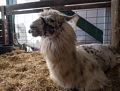 Another llama.<br />Sheep & Wool Festival.<br />Oct. 21, 2017 - Rhinebeck, New York.