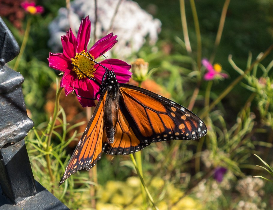 Monarch butterfly.<br />Oct. 22, 2017 - Seamon Park, Saugerties, New York.