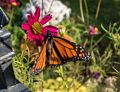 Monarch butterfly.<br />Oct. 22, 2017 - Seamon Park, Saugerties, New York.