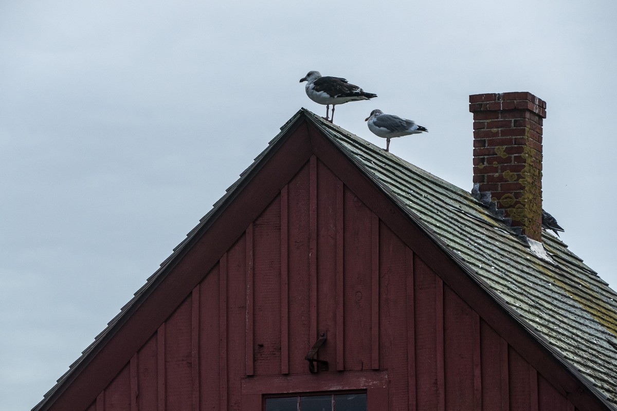Seagulls on roof with chimney.<br />Nov. 5 - 2017 - Bearskin Neck, Rockport, Massachusetts.