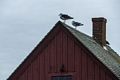 Seagulls on roof with chimney.<br />Nov. 5 - 2017 - Bearskin Neck, Rockport, Massachusetts.