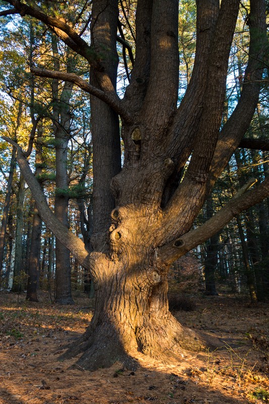 A walk in the park with Joyce.<br />Nov. 21, 2017 - Maudslay State Park, Newburyport, Massachusetts.