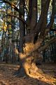 A walk in the park with Joyce.<br />Nov. 21, 2017 - Maudslay State Park, Newburyport, Massachusetts.