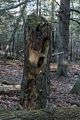 A pecked tree stump.<br />Nov. 24, 2017 - Mt. Agamenticus, Maine.