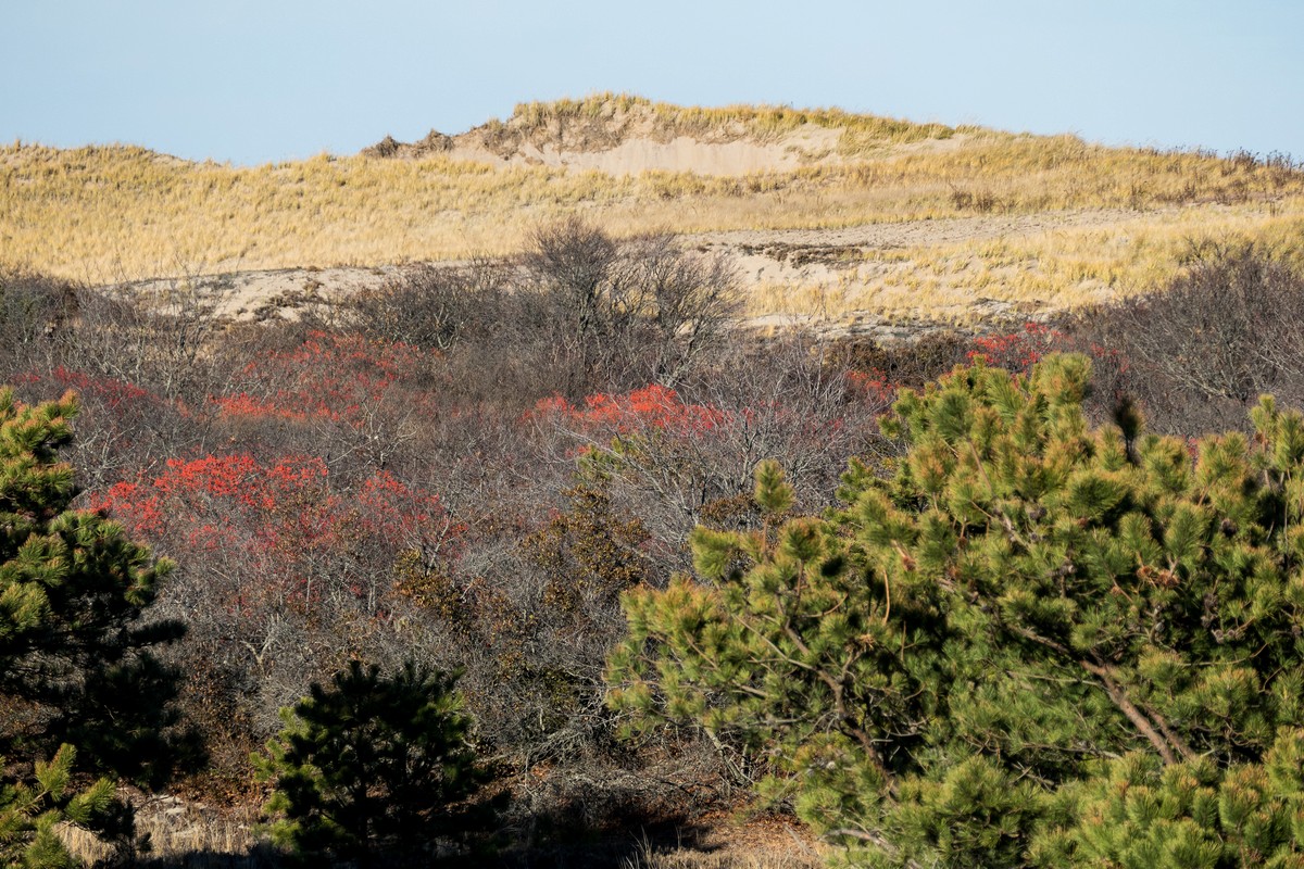 Winterberry stands out this time of year.<br />A walk with Joyce, Carl, and Matthew.<br />Nov. 25, 2017 - Parker River National Wildlife Refuge, Plum Island, Massachusetts.