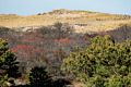 Winterberry stands out this time of year.<br />A walk with Joyce, Carl, and Matthew.<br />Nov. 25, 2017 - Parker River National Wildlife Refuge, Plum Island, Massachusetts.