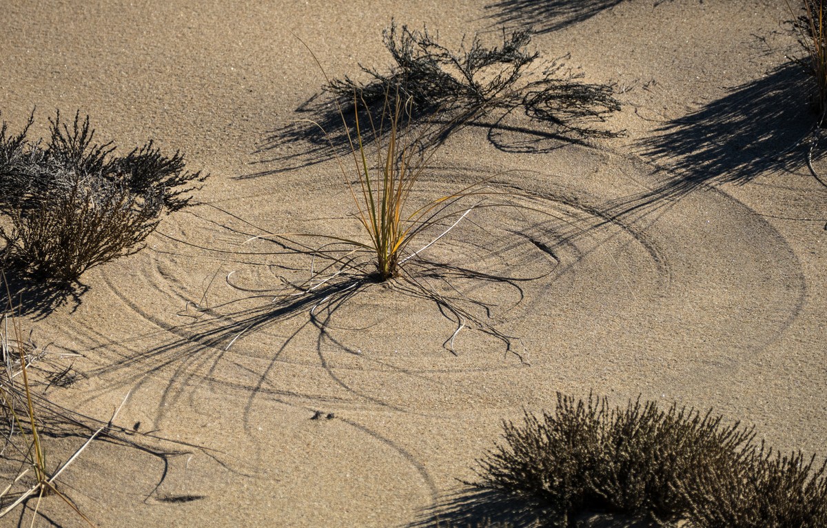Arcs drawn by wind and grass.<br />A walk with Joyce, Carl, and Matthew.<br />Nov. 25, 2017 - Parker River National Wildlife Refuge, Plum Island, Massachusetts.