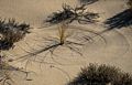 Arcs drawn by wind and grass.<br />A walk with Joyce, Carl, and Matthew.<br />Nov. 25, 2017 - Parker River National Wildlife Refuge, Plum Island, Massachusetts.