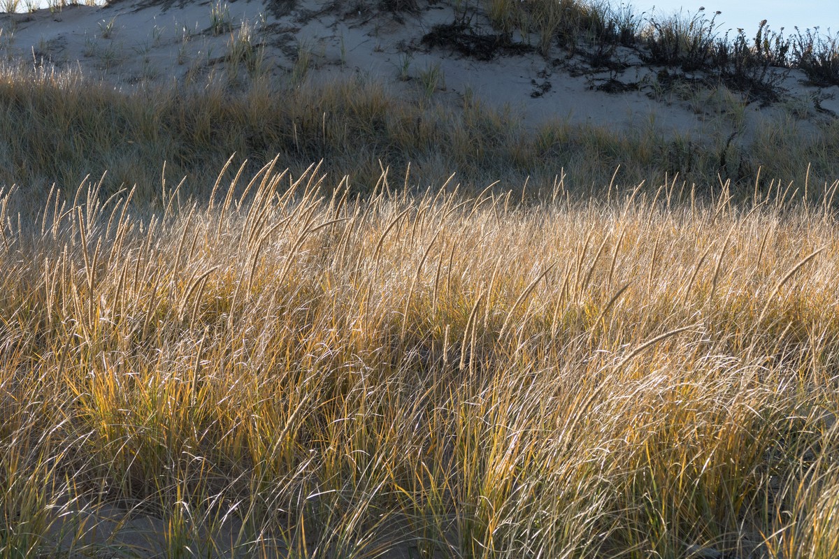 A walk with Joyce, Carl, and Matthew.<br />Nov. 25, 2017 - Parker River National Wildlife Refuge, Plum Island, Massachusetts.